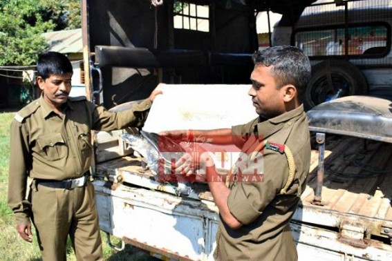 5 tortoises recovered by Forest Dept at Hapania market, 4 died 5 tortoises recovered by Forest Dept at Hapania market, 4 died